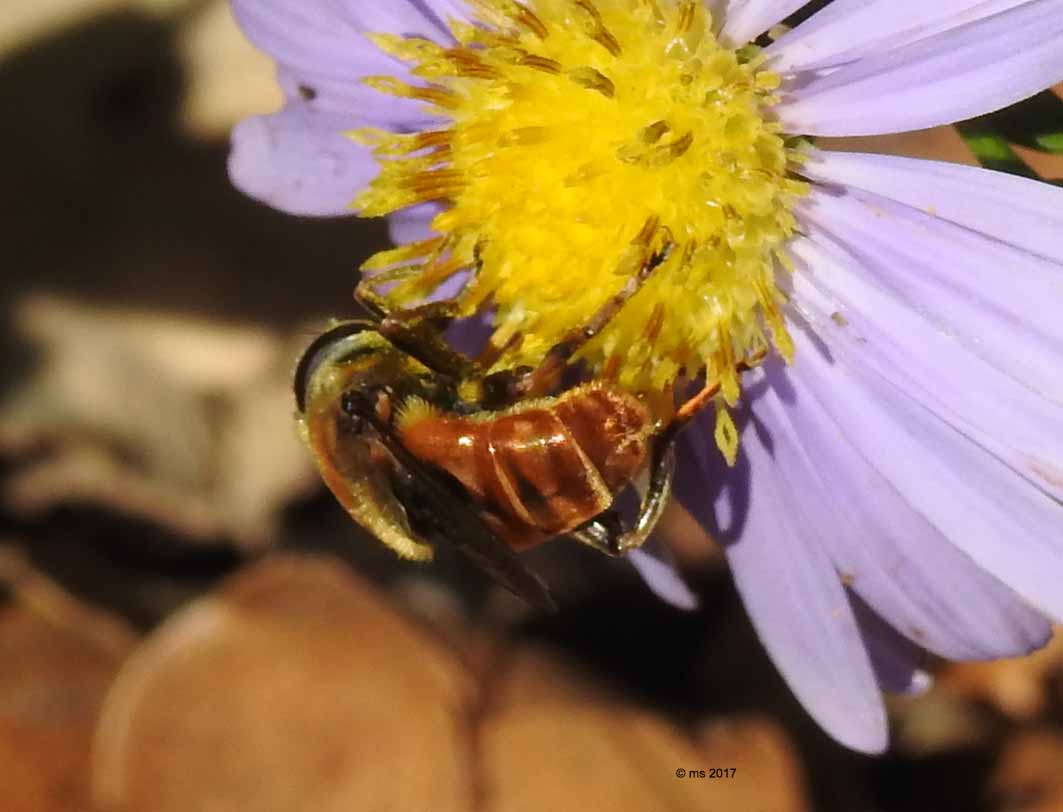 ID Syrphidae